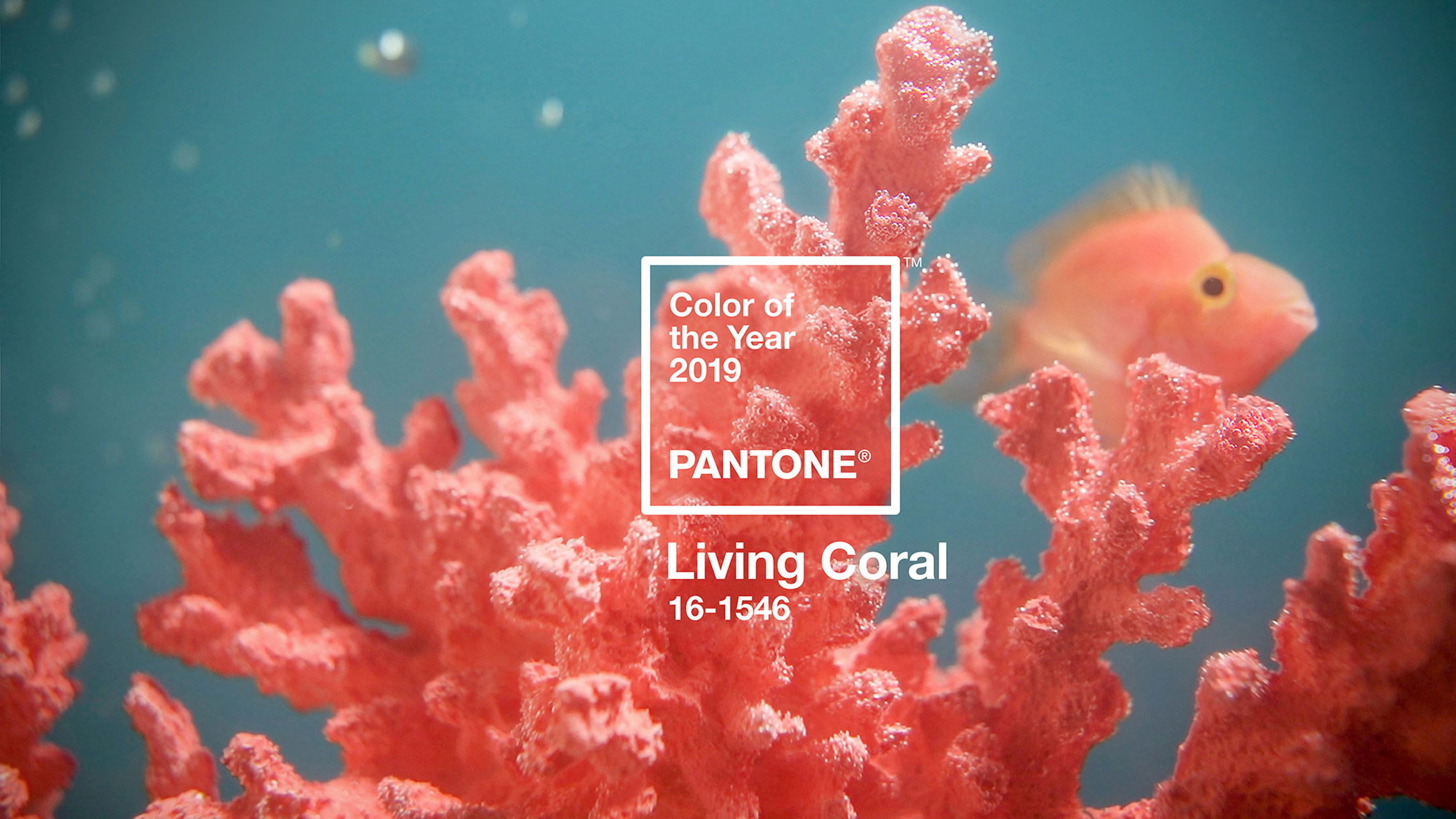 Living Coral is Pantone's colour of the year for 2019