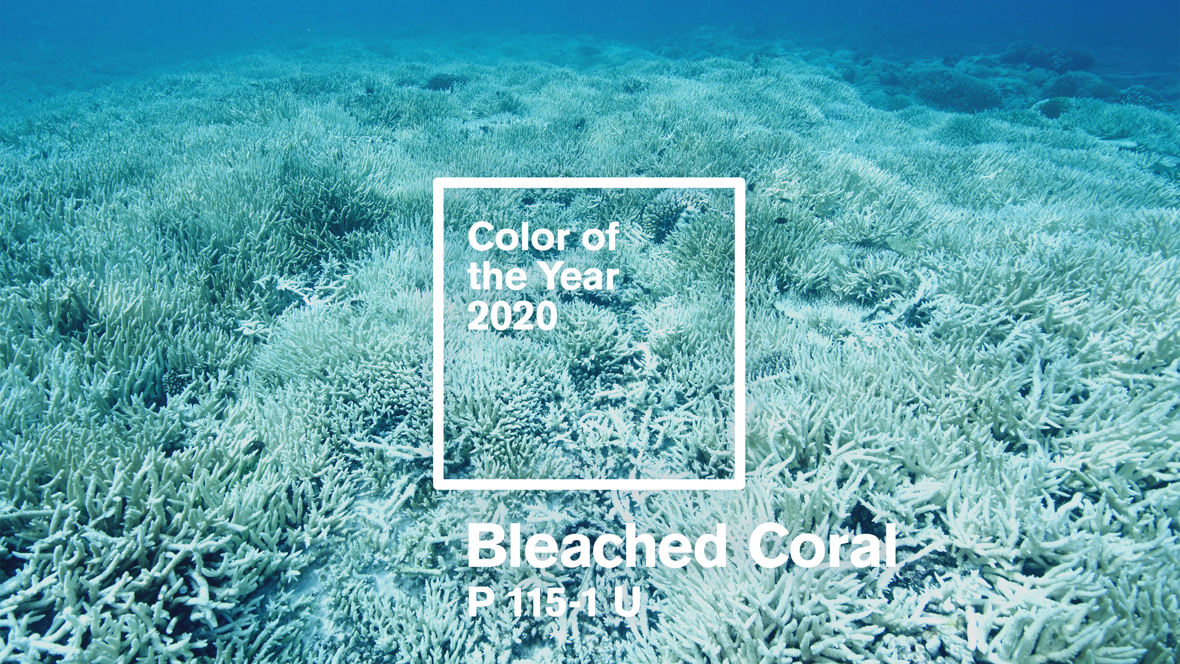 Beazley Designs of the Year 2020 nominees include Bleached Coral by Jack and Huei