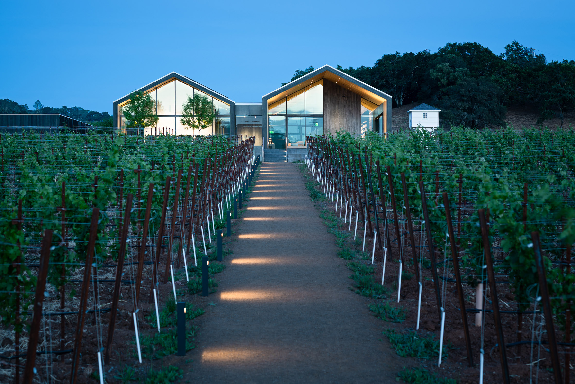 Photograph showing lit path through vineyard towards building