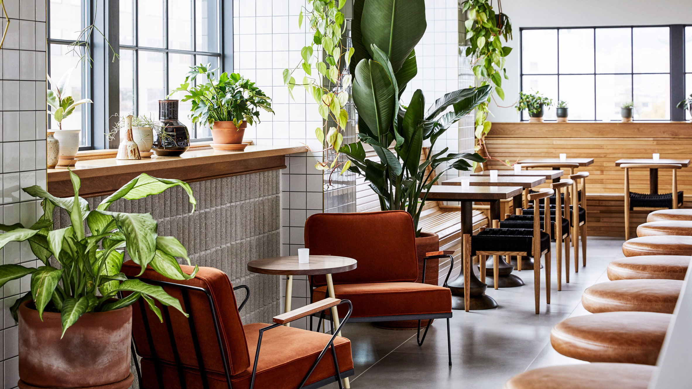 растения для кафе и ресторанов название