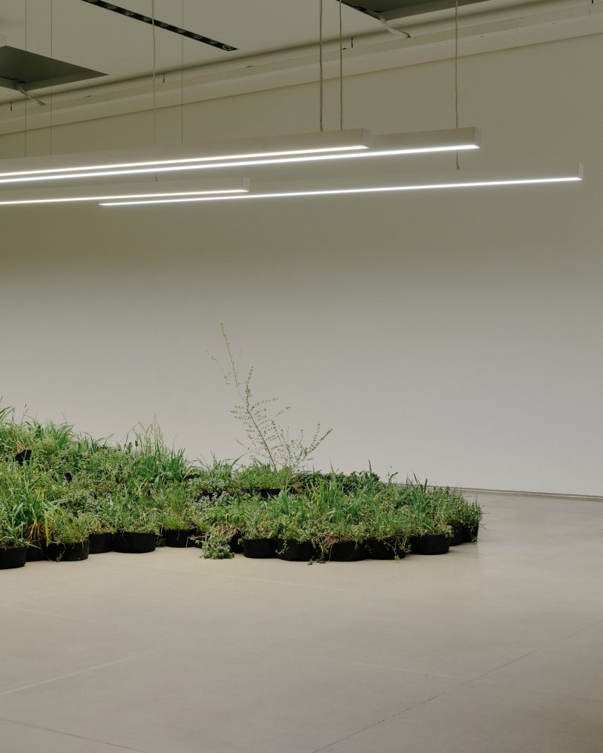 Adjacent Field installation of plants by Linda Tegg at Jil Sander for Milan design week