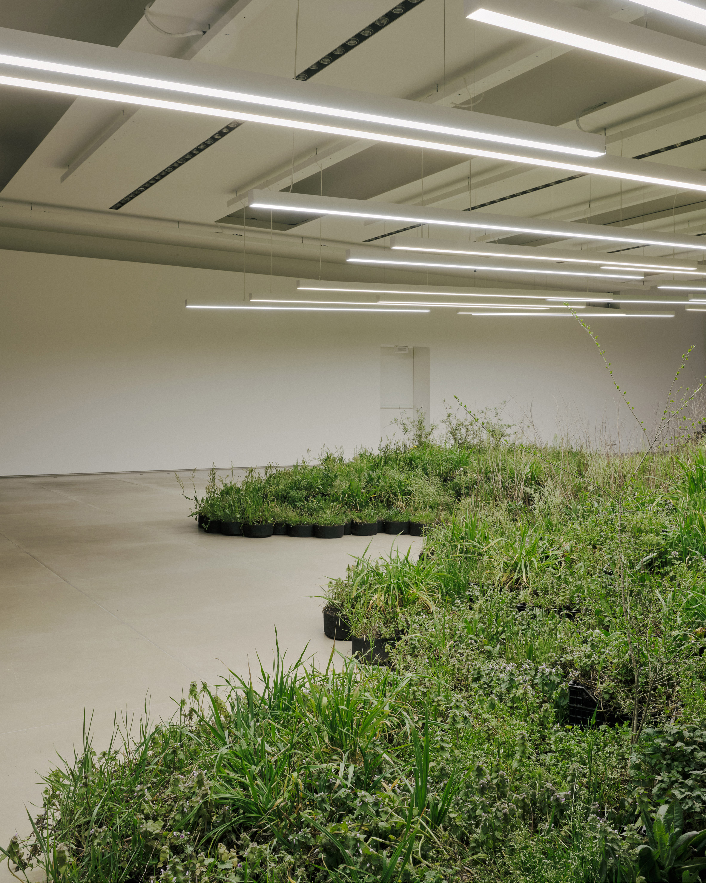 Adjacent Field installation of plants by Linda Tegg at Jil Sander for Milan design week
