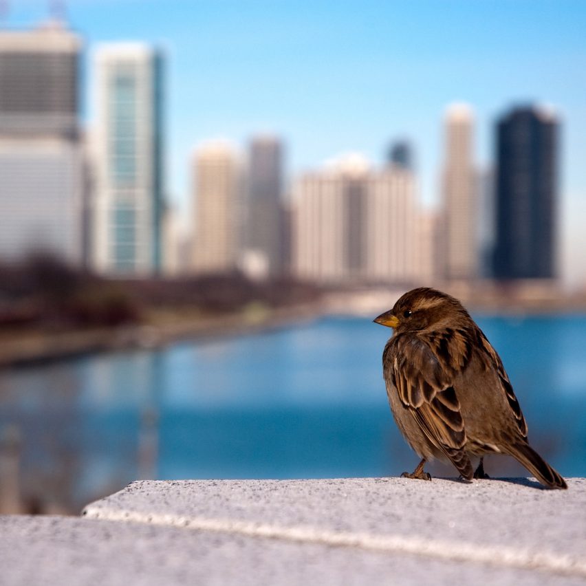 US skyscrapers kill millions of birds a year reports find
