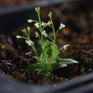 Salk Institute develops a plant that offers a solution to climate change