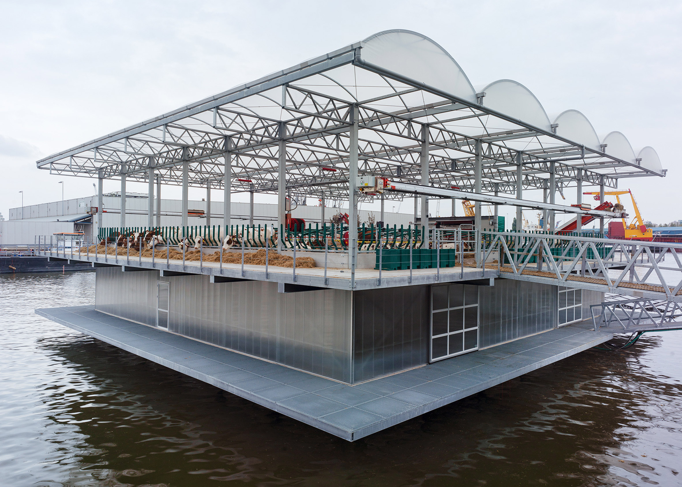 Floating Farm in Rotterdam is now home to 32 cows