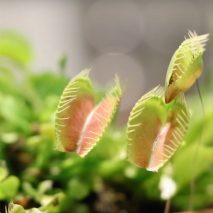 MIT researchers engineer "cyborg" plants for motion-tracking and sending notifications