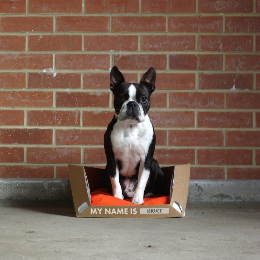Dog Goes Here cardboard dog bed by Rocky Brooks
