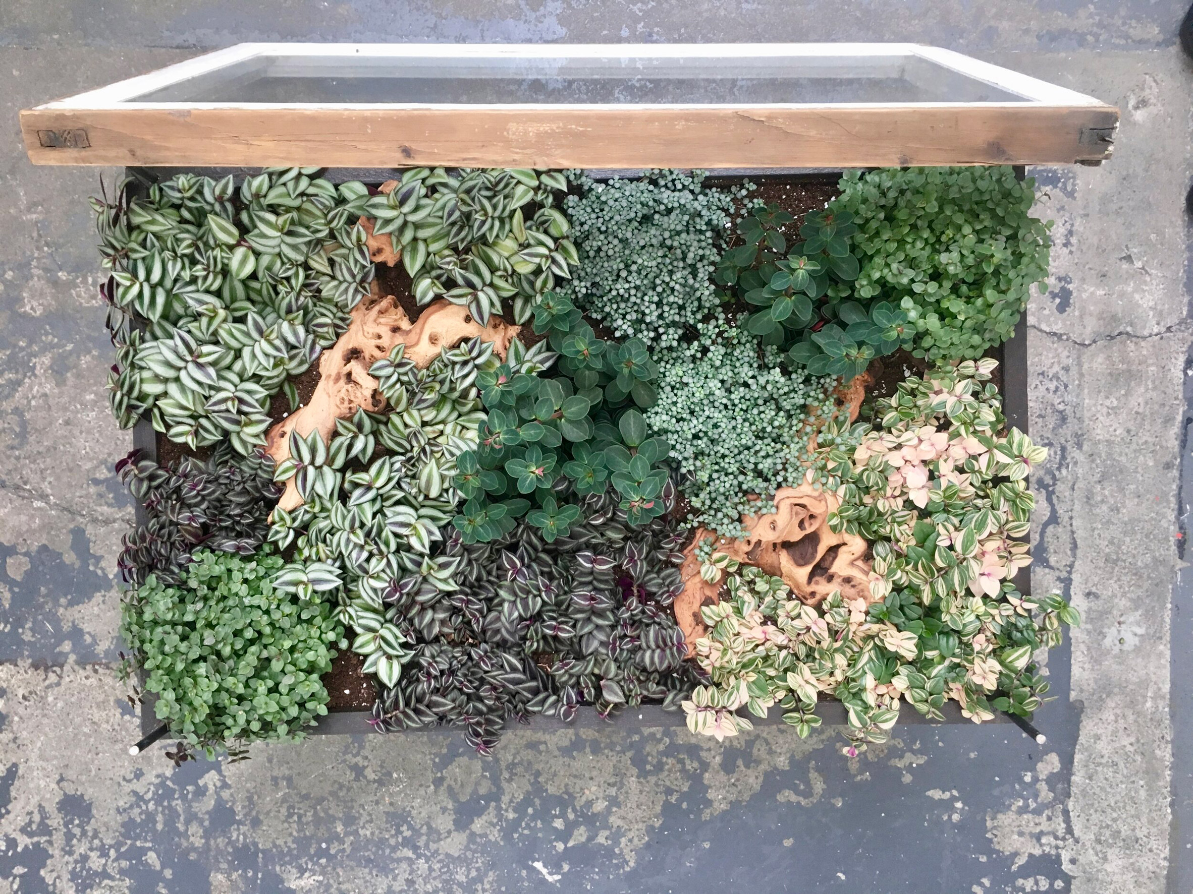 Hackney Botanical makes plant-filled tables from reclaimed window frames