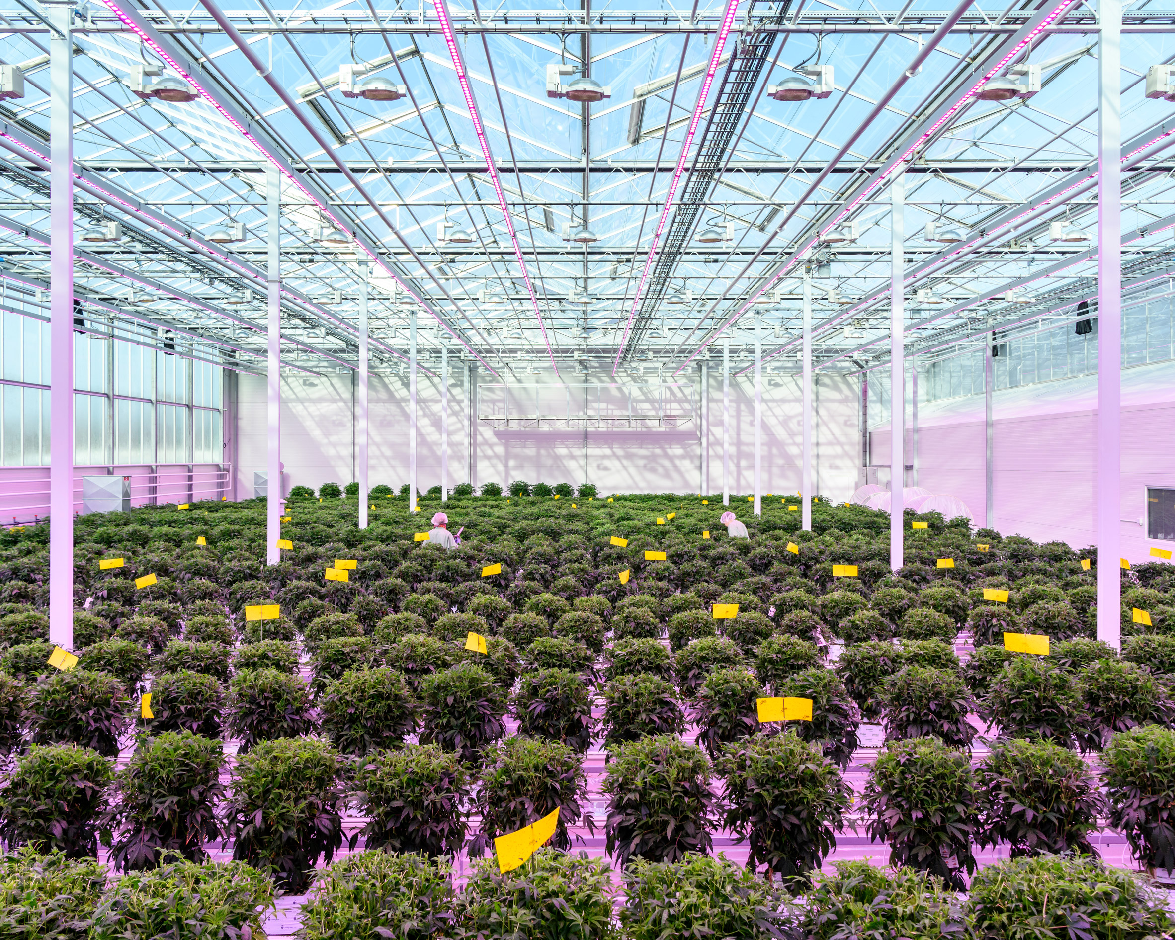Alastair Philip Wiper, Aurora Nordic medicinal cannabis greenhouse, Denmark