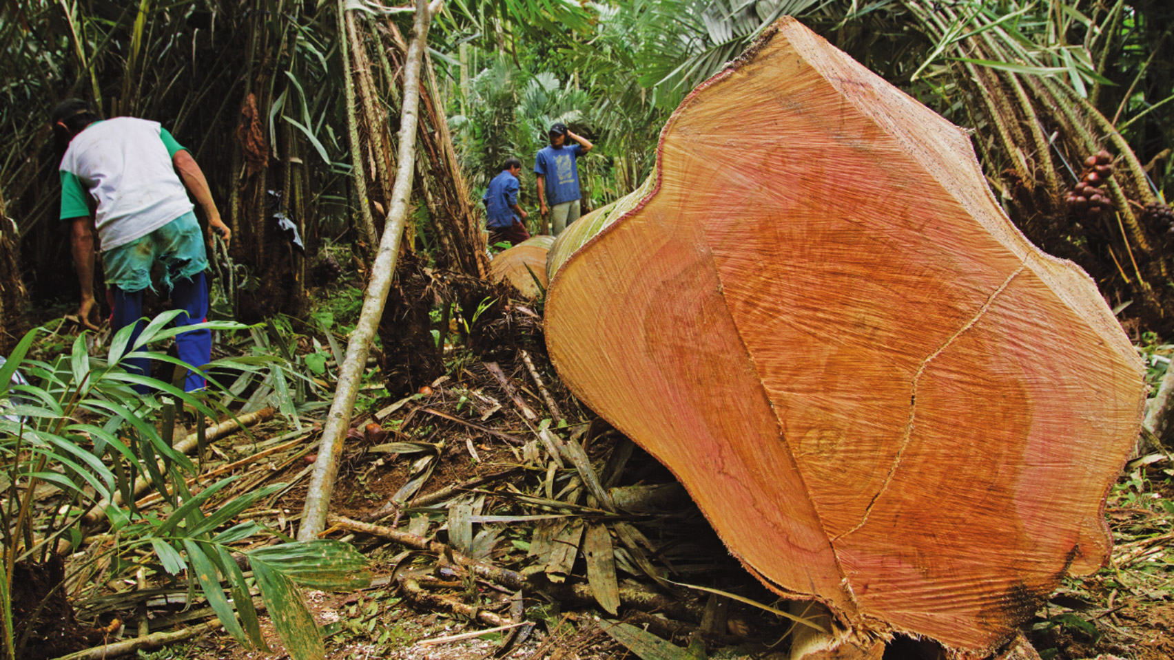 Call for entries to Timber Trade Federation's Conversations about Climate Change competition - Dezeen