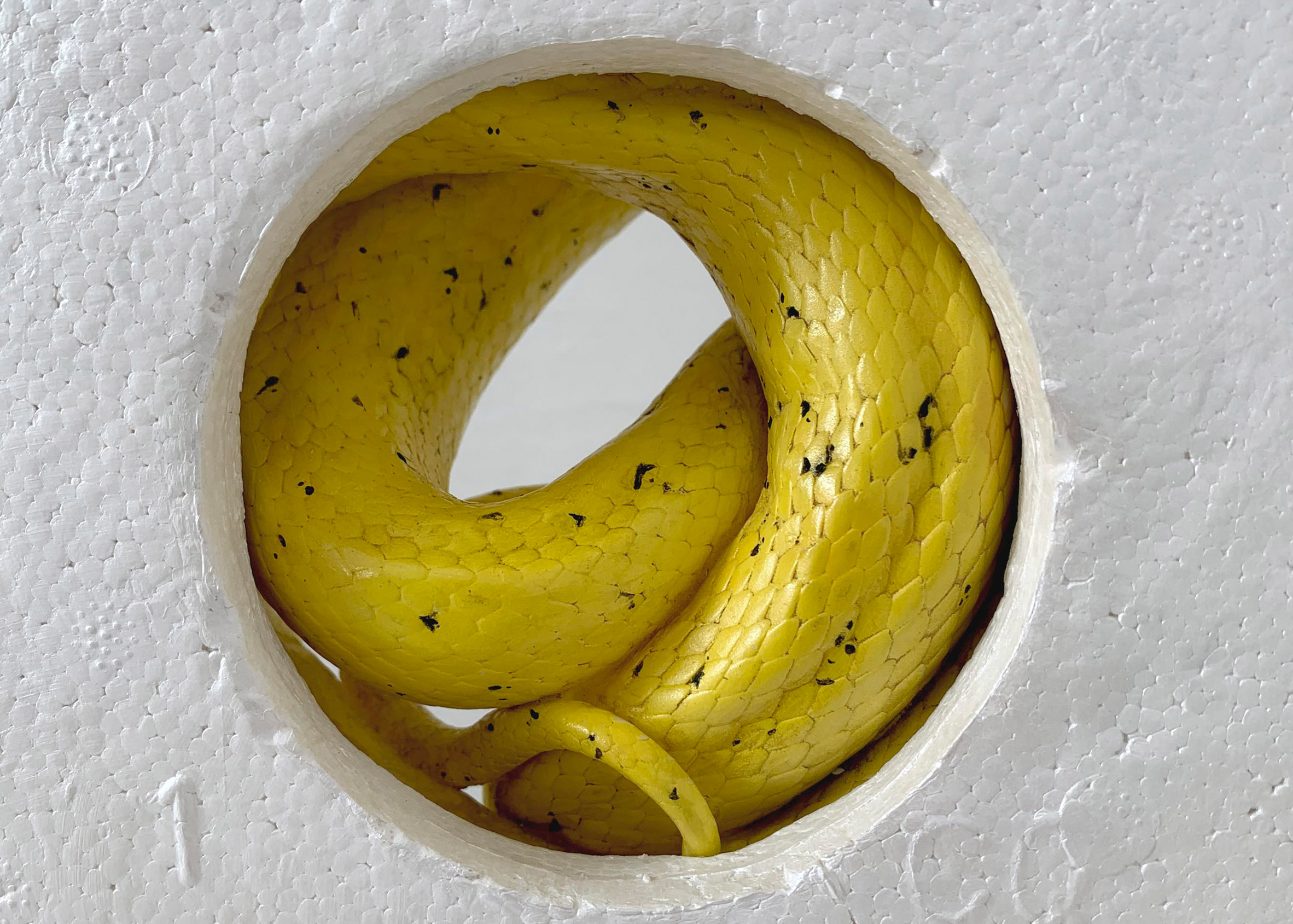 Squashed Serpents Feature In How To Behave At Home Exhibition to behave at home exhibition