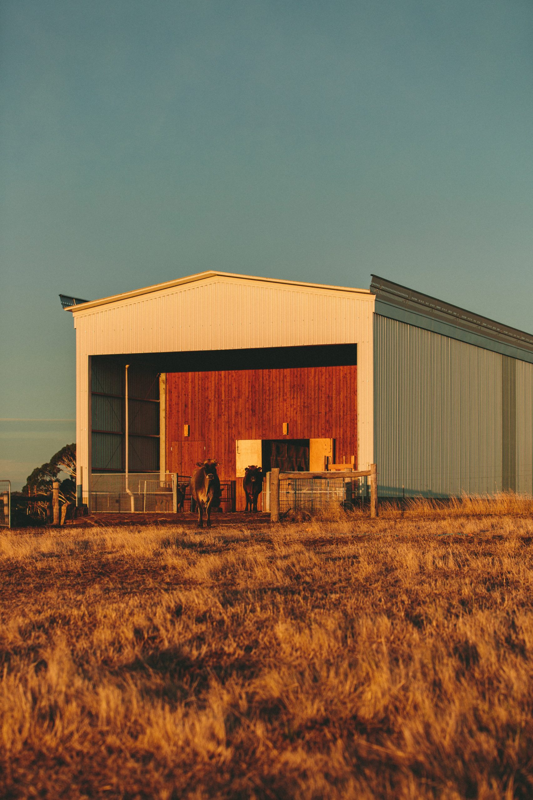 Longhouse by Partners Hill spans 110 metres across Australian bushland