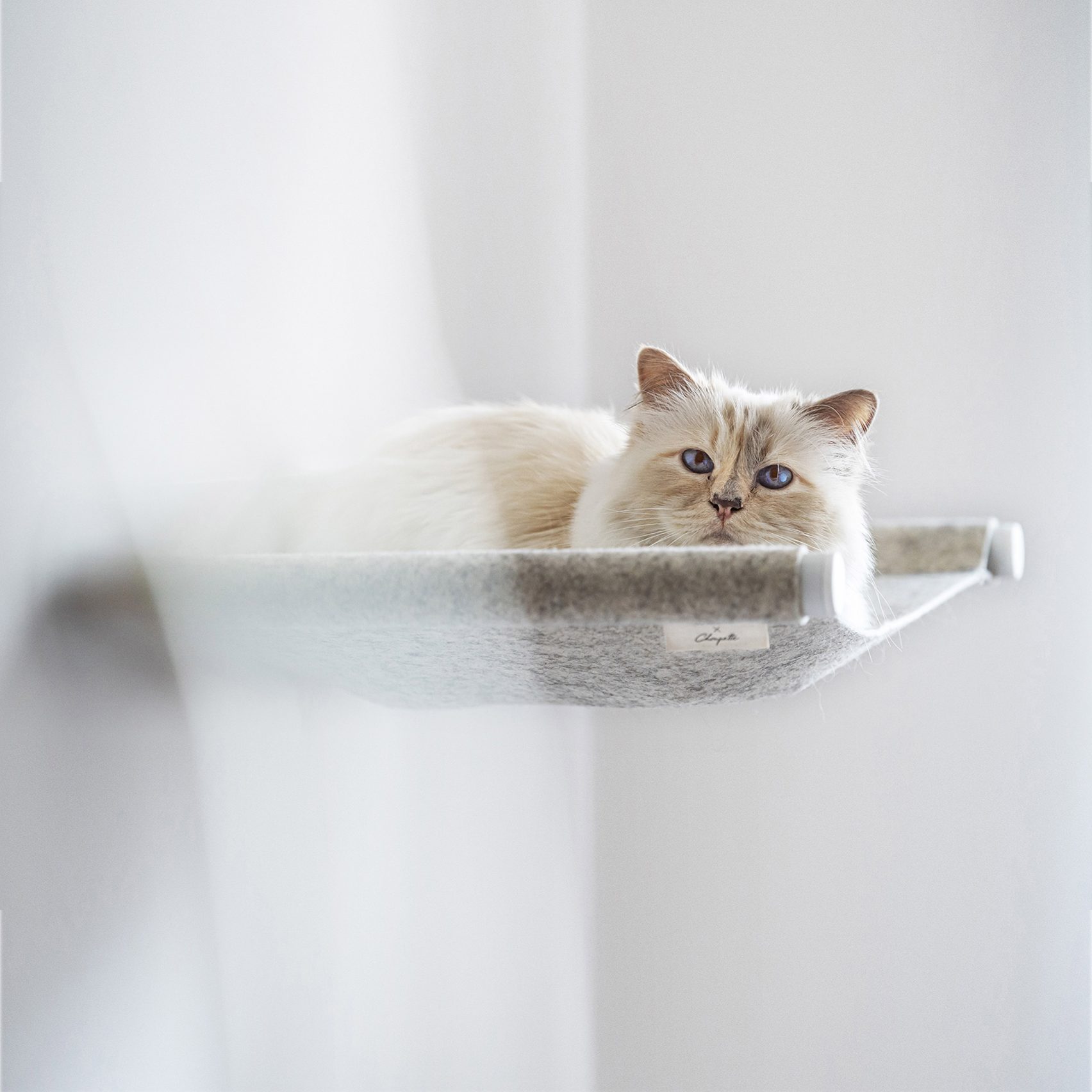 Choupette the cat collaborates with LucyBalu on Swing pet bed