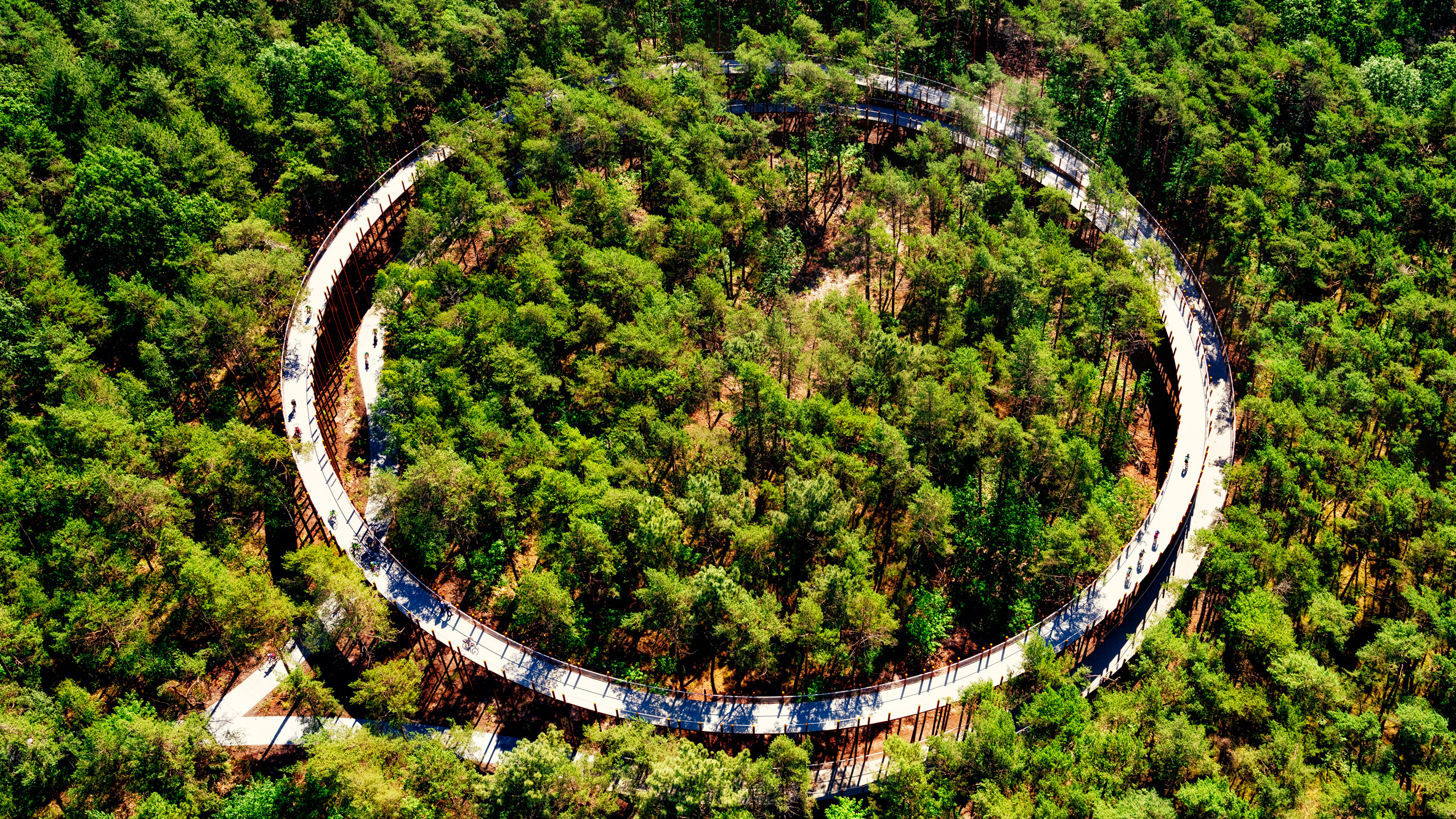 Raised circular cycling path gives views of forest