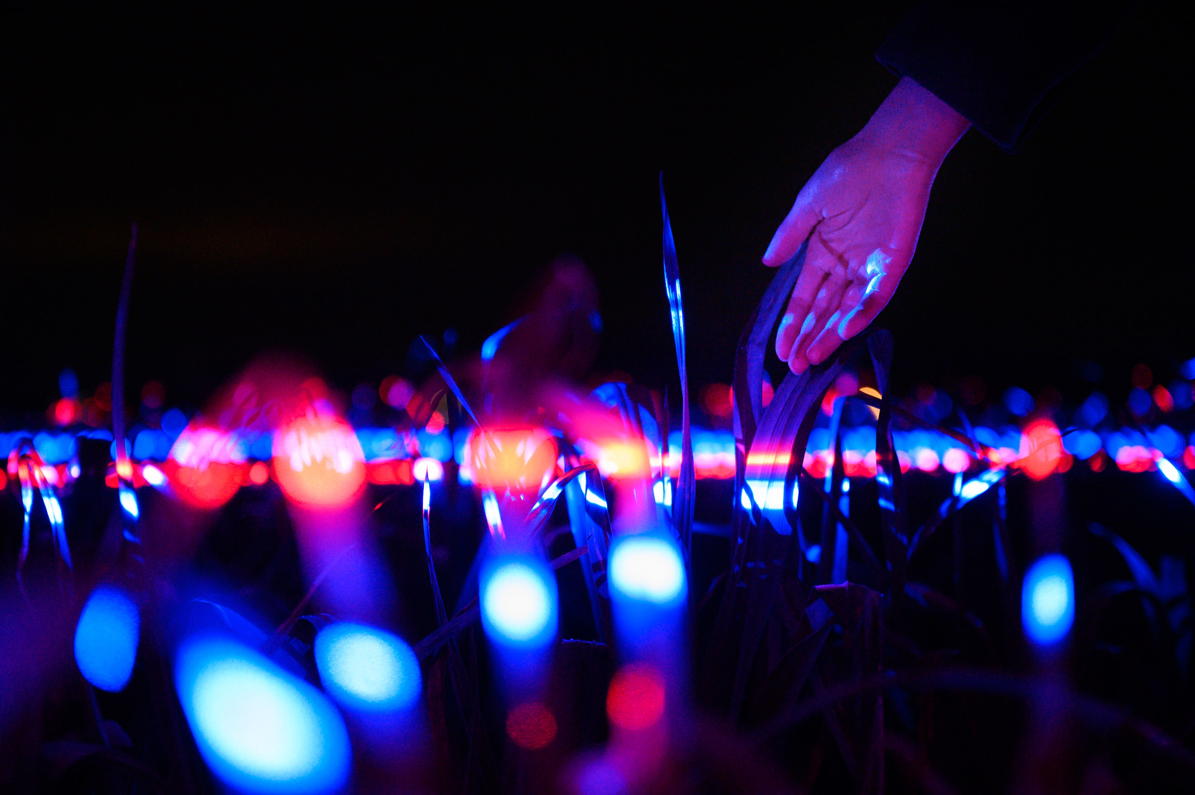 Close-up of crops in Grow installation by Studio Roosegaarde