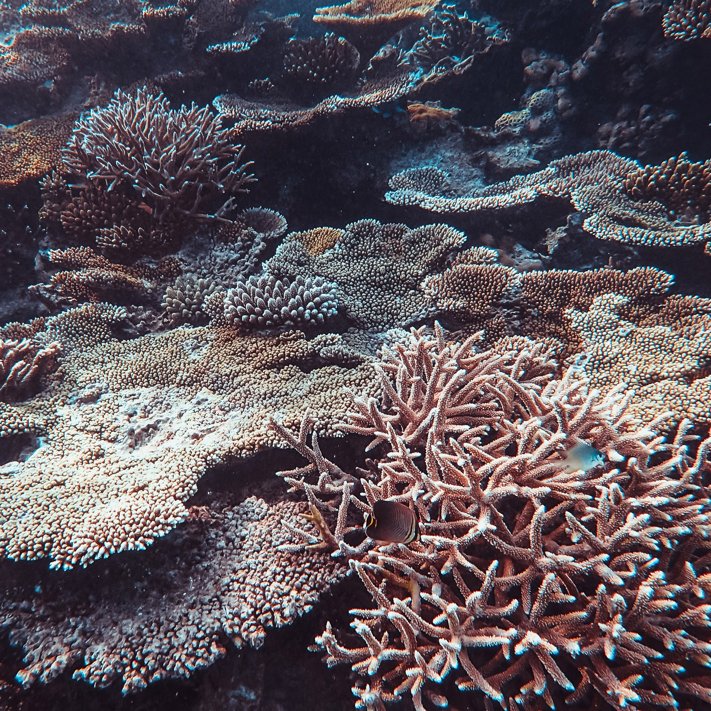 Coral reef in sandy and brown colours