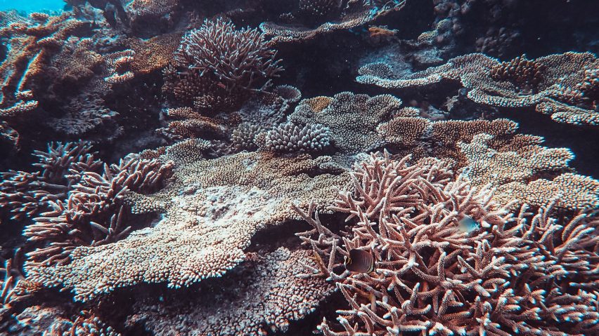Coral reef in brown hues