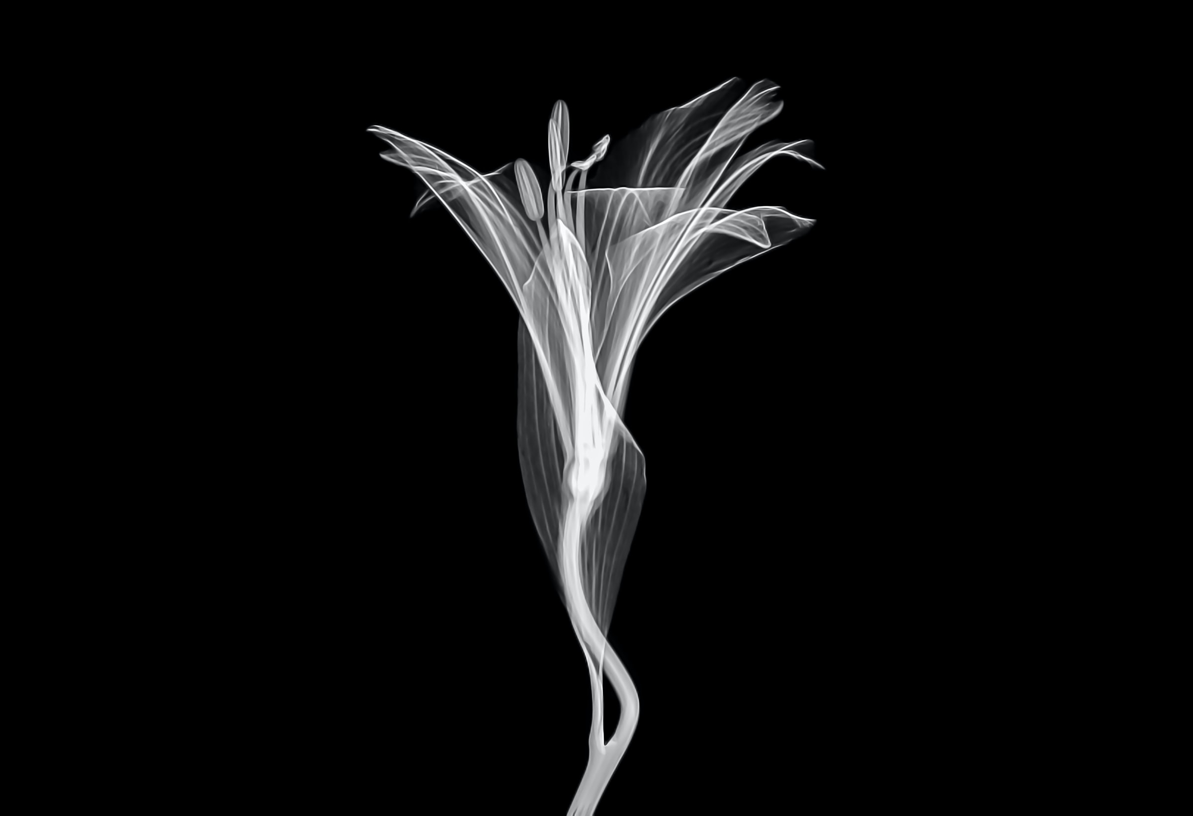 X ray of an orchid by Mathew Schwartz