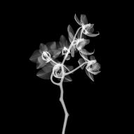 Mathew Schwartz creates X-ray images of flowers using  a micro-CT scanner