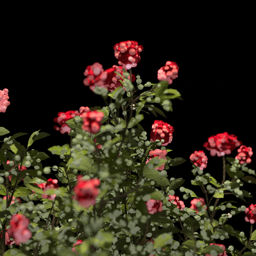 Rose bush animation from Dream play by the Royal Shakespeare Company