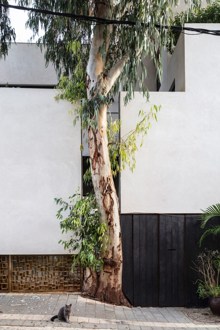 Eucalyptus tree in Eucalyptus House by Paritzki & Liani Architects