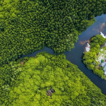 一个热带森林的鸟瞰图在印度尼西亚