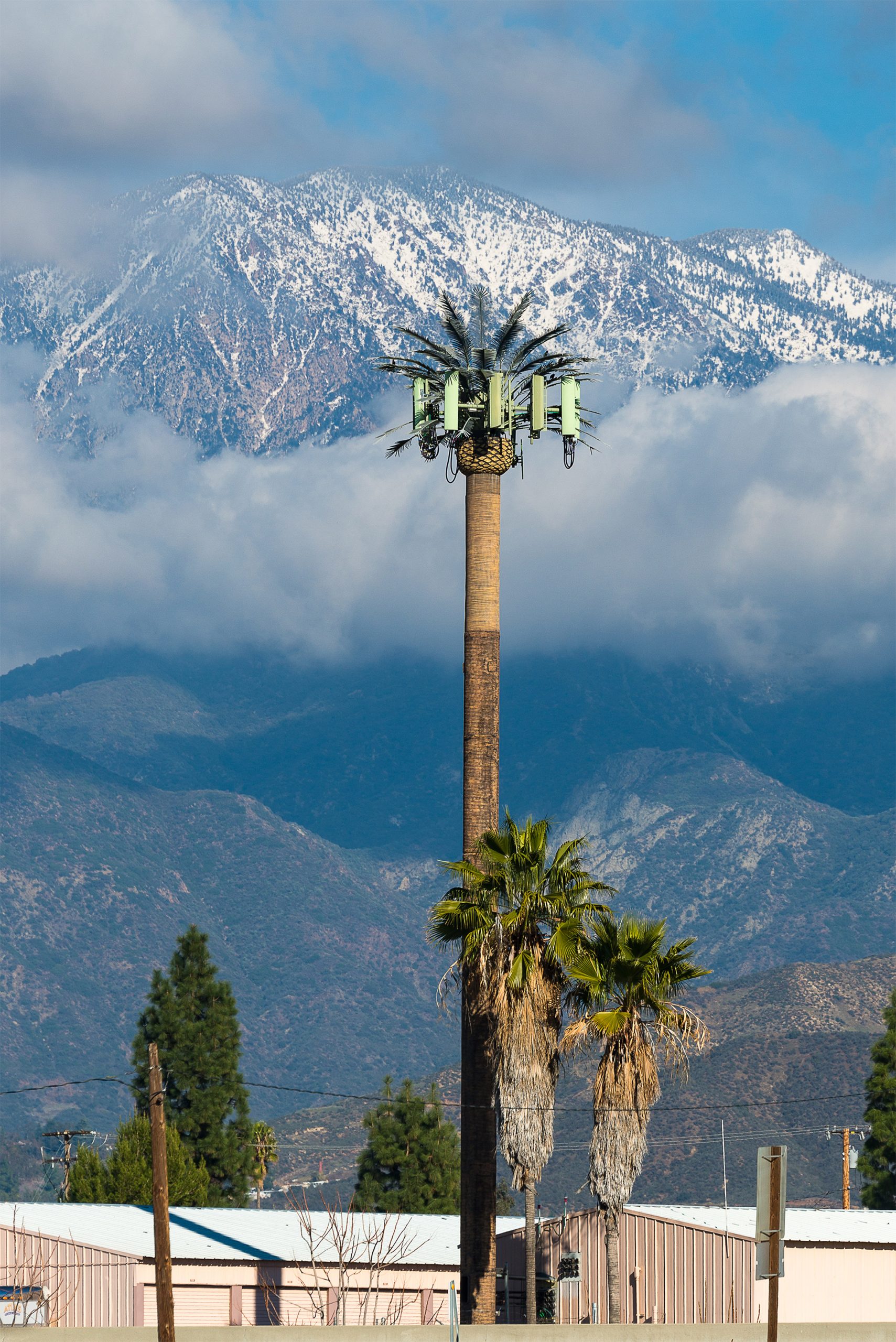 Tall palm tree hiding cell tower technology