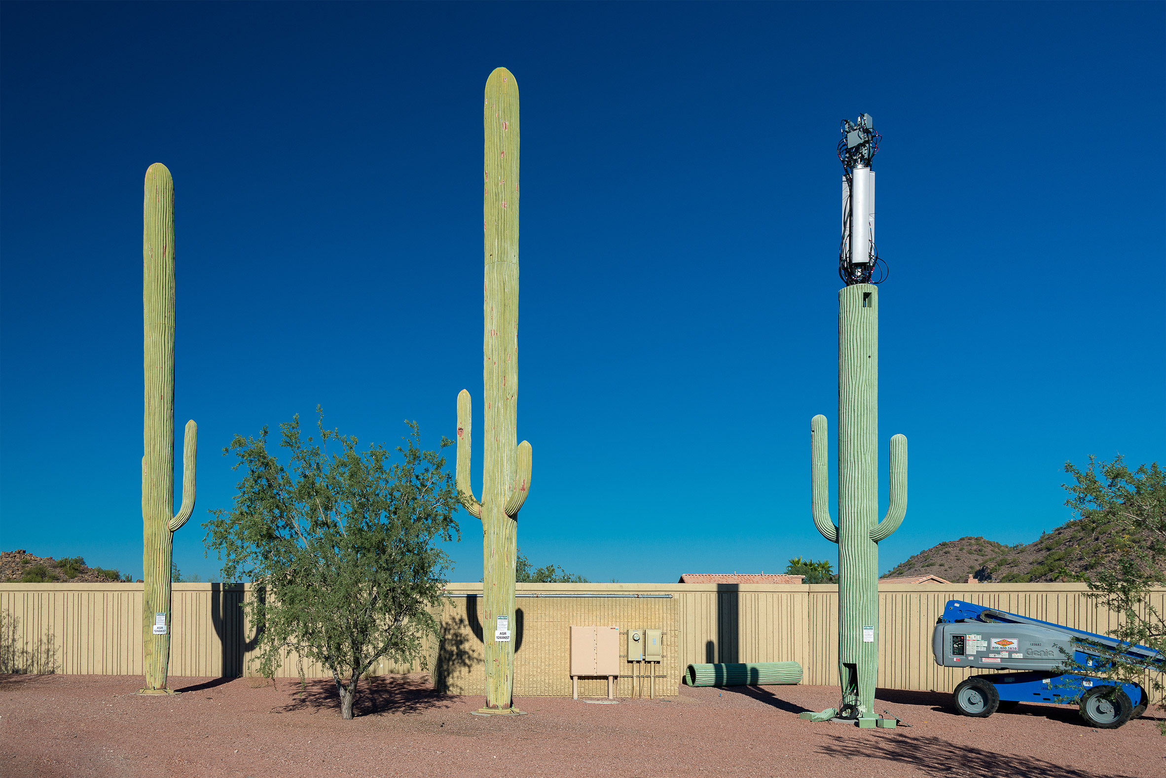 Saguaro cacti hiding cell towers