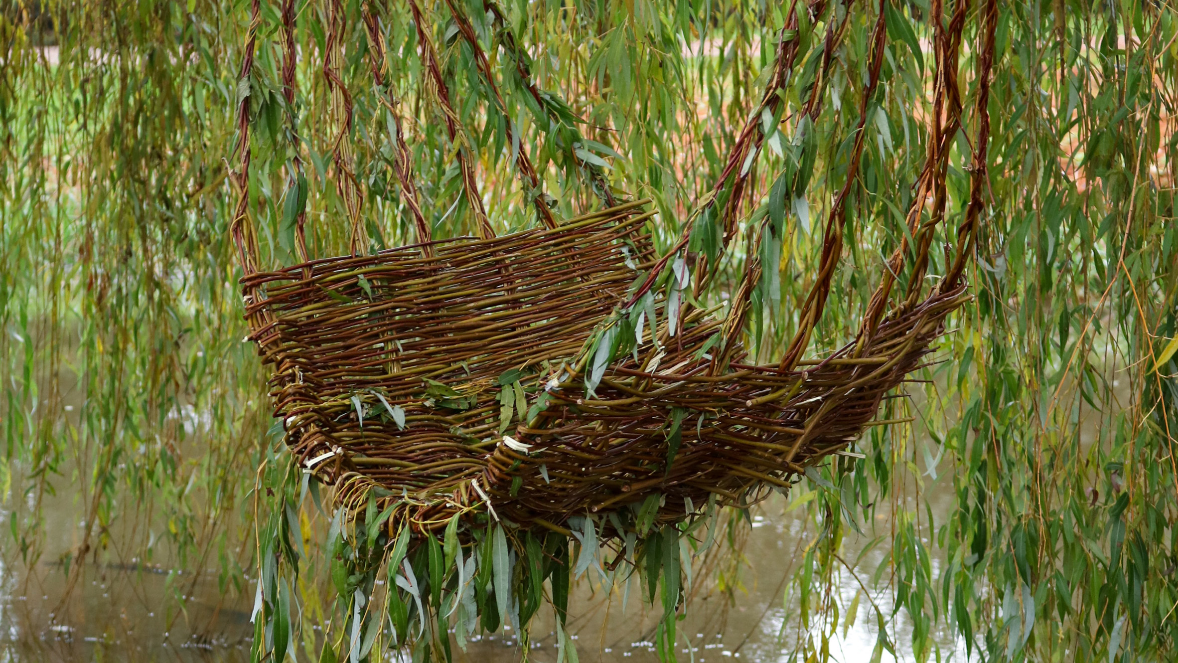 Willow Branches for basket weaving and Furniture