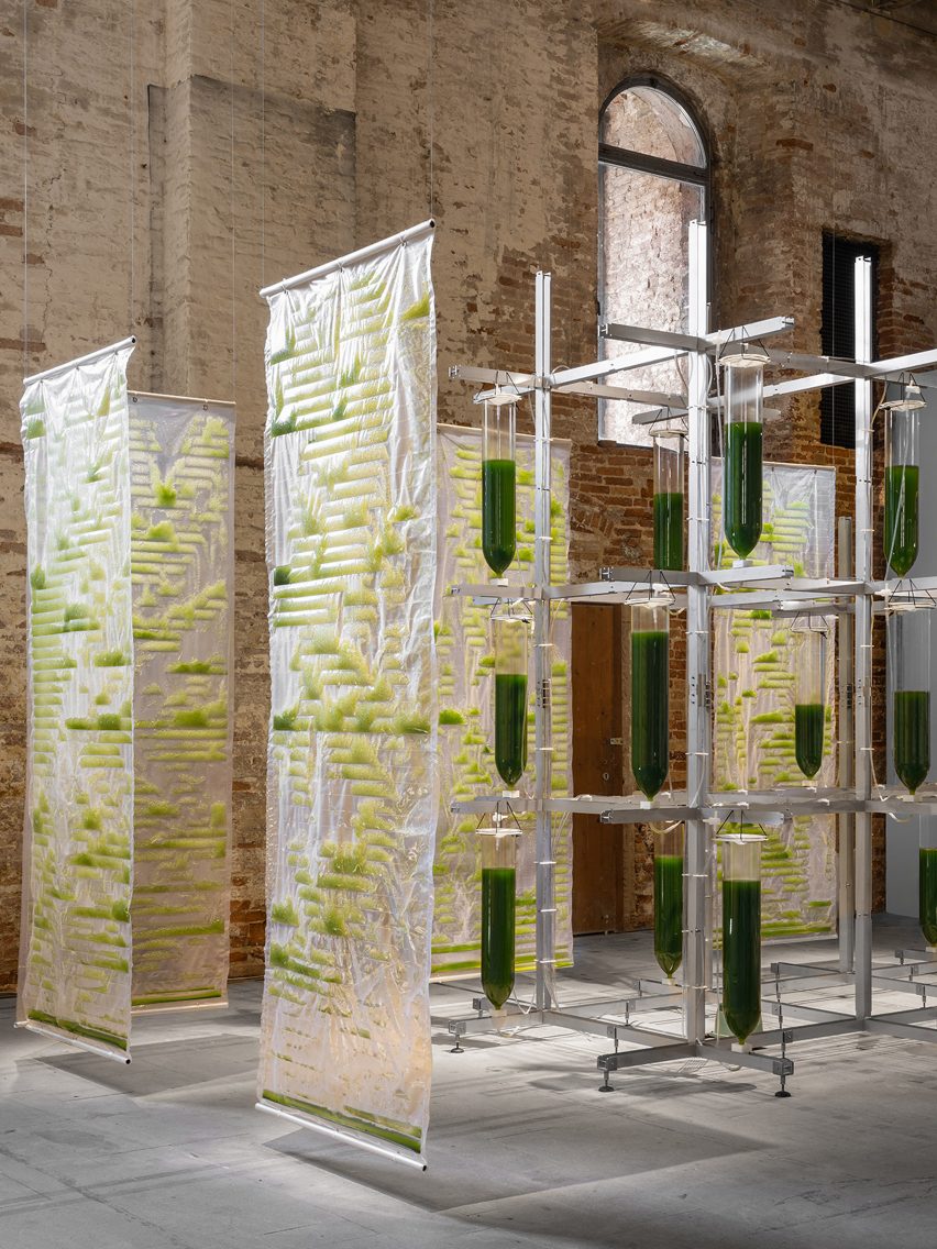 Algae bioreactor sheets and vertical garden installation