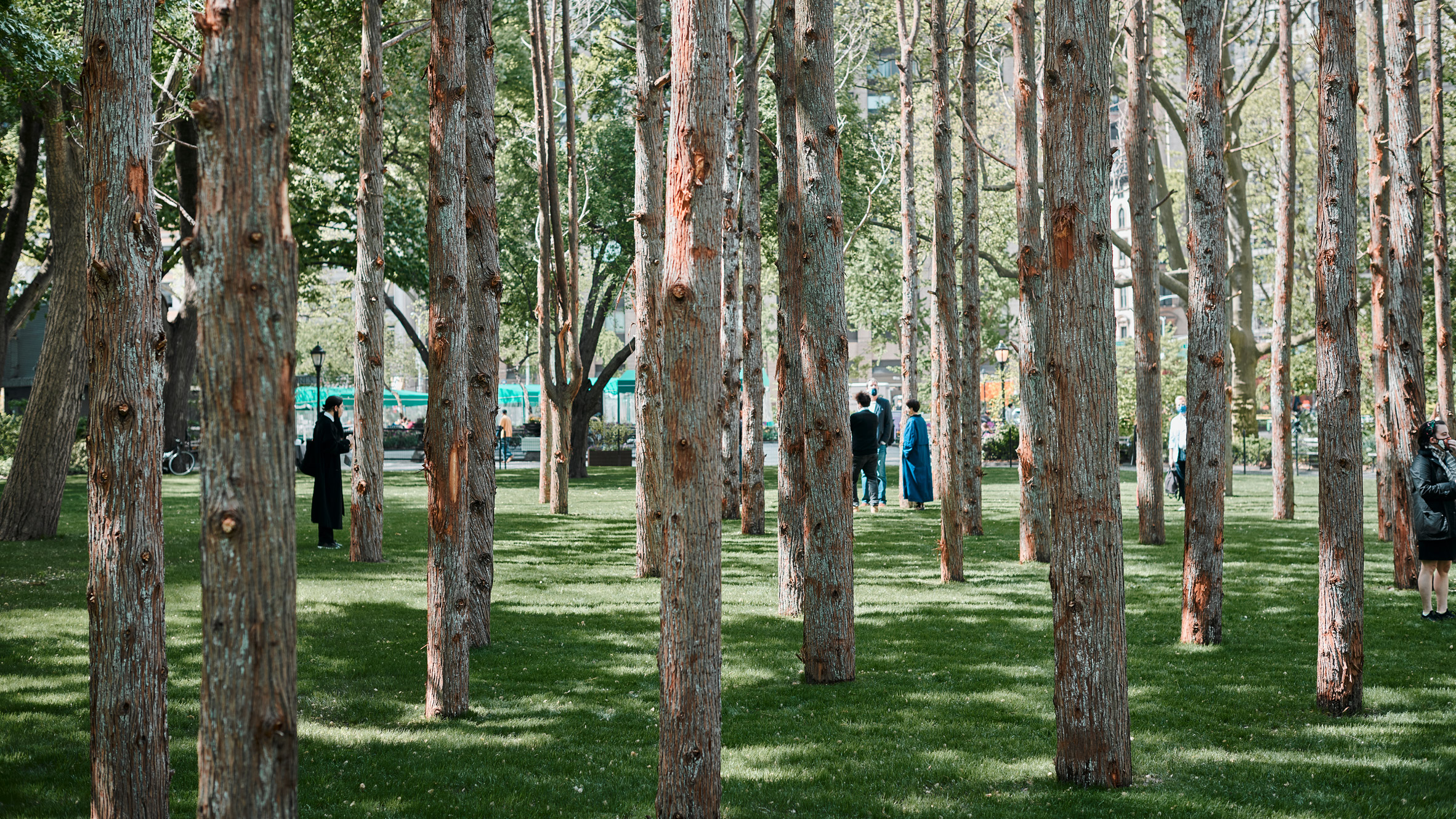 Maya Lin installs Ghost Forest of dead trees in Downtown Manhattan - Vimarsana News
