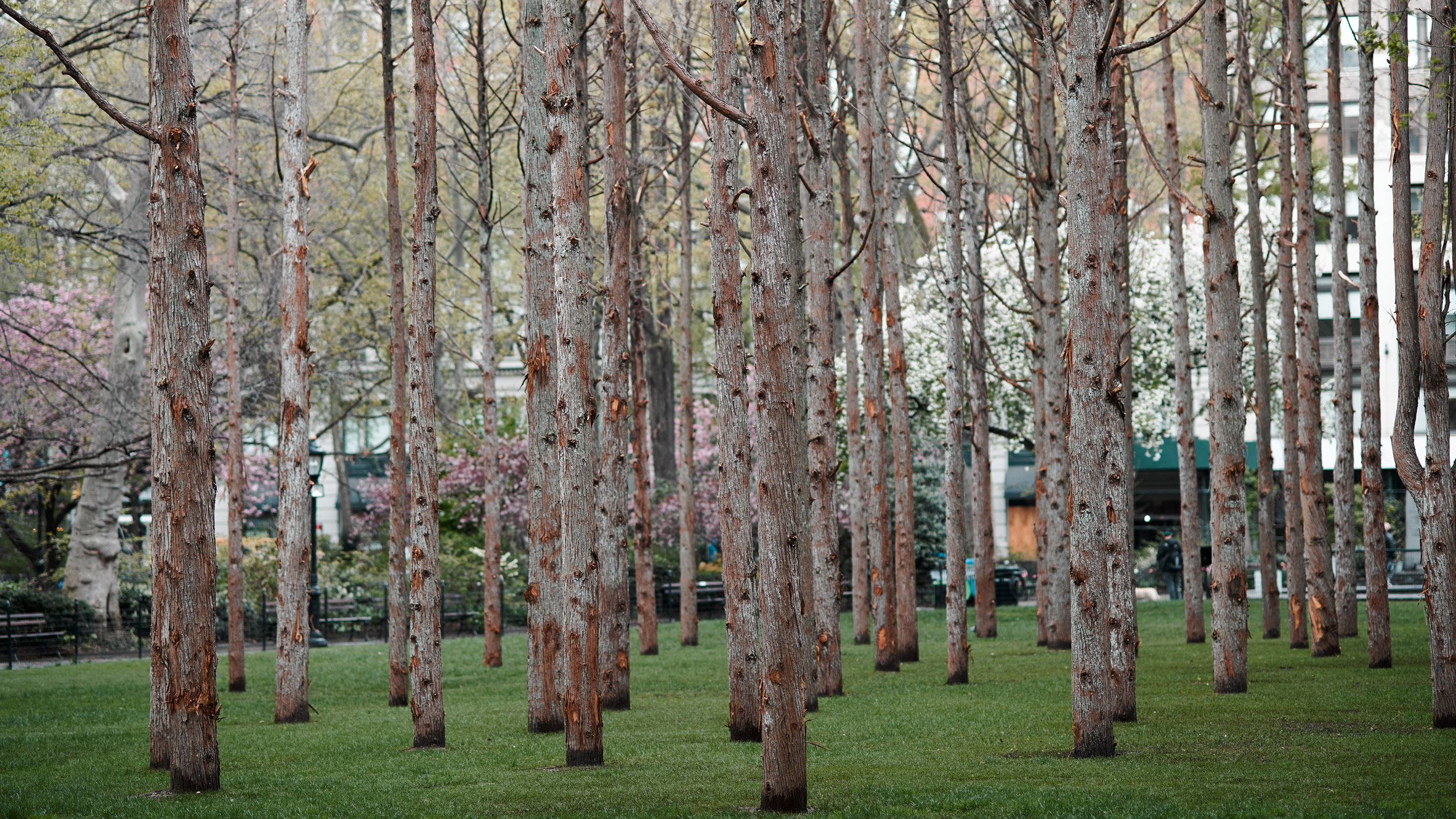 Maya Lin Installs Ghost Forest Of Dead Trees In Midtown Manhattan