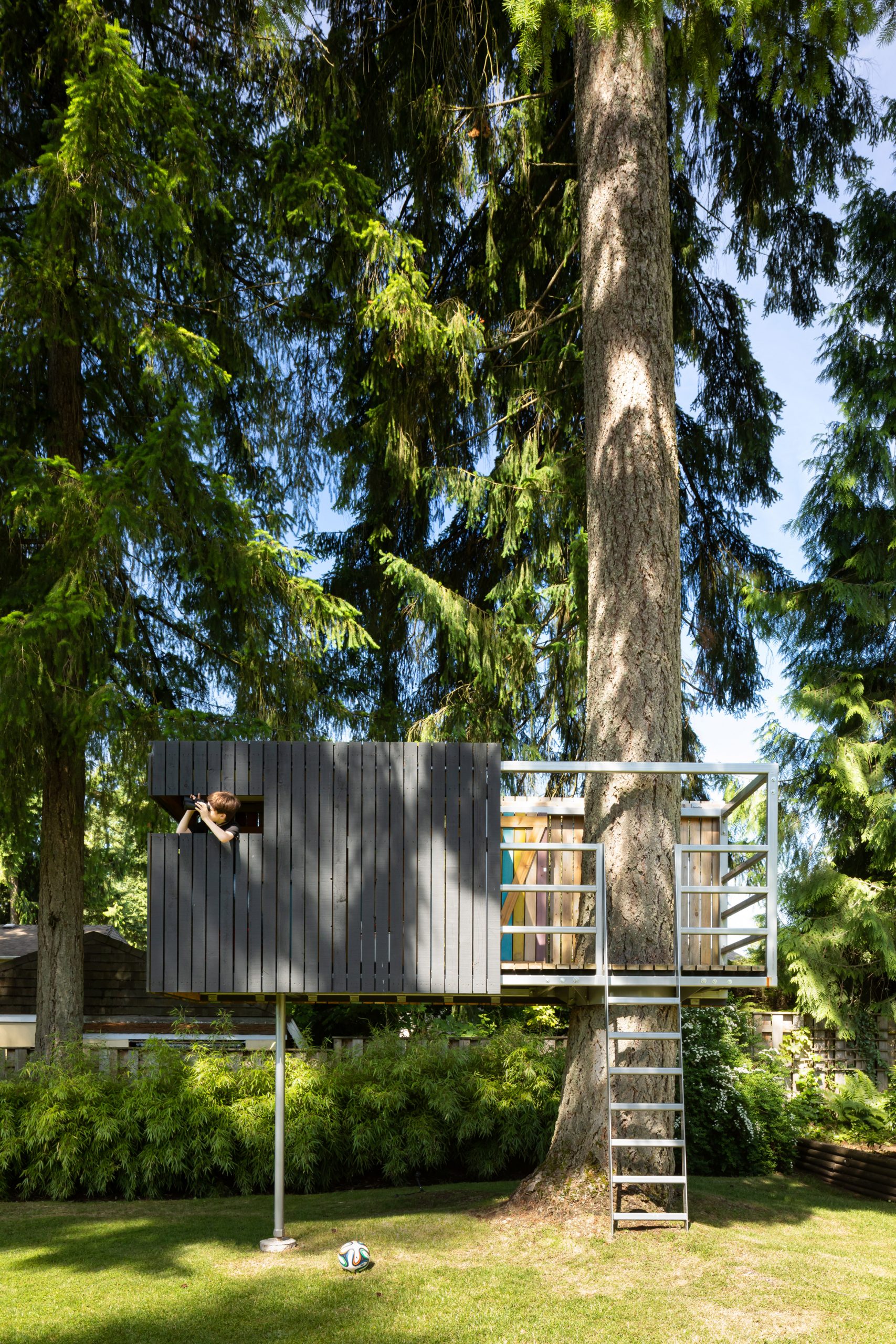 A treehouse is built around a Douglas fir tree outside