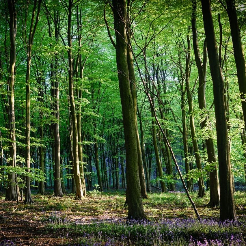 Woodland in the UK