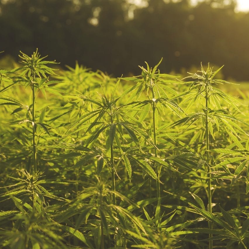 Hemp "more effective than trees" at sequestering carbon says Cambridge researcher