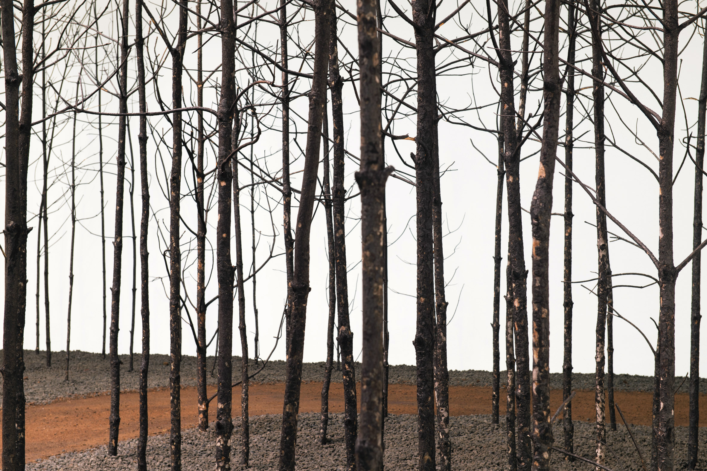 Blackened dead pine trees in installation by Superflux