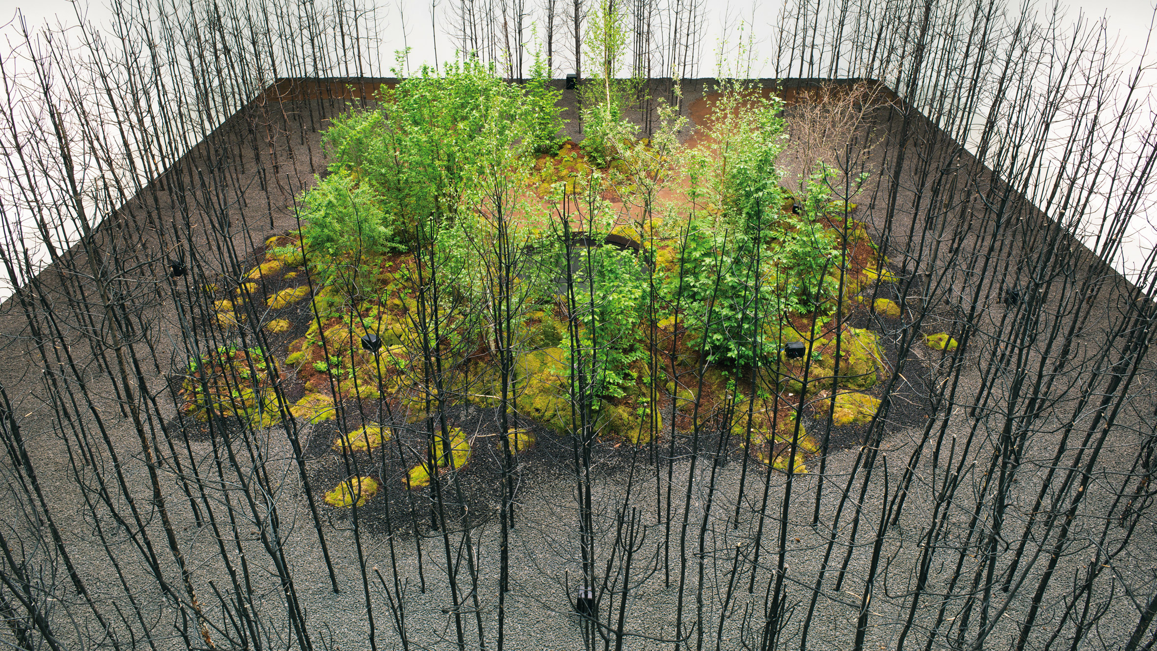 Invocation for Hope is a forest of 400 fire-blackened trees by Superflux - Vimarsana News