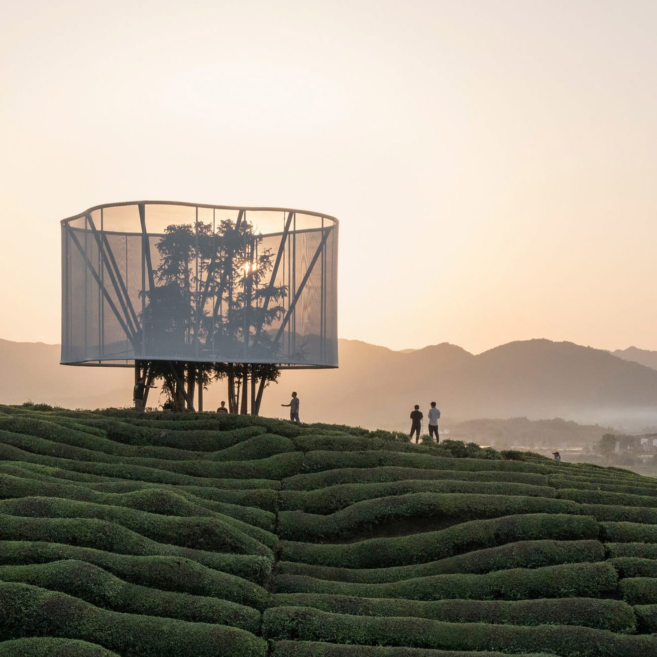 Light installation in Chinese tea field