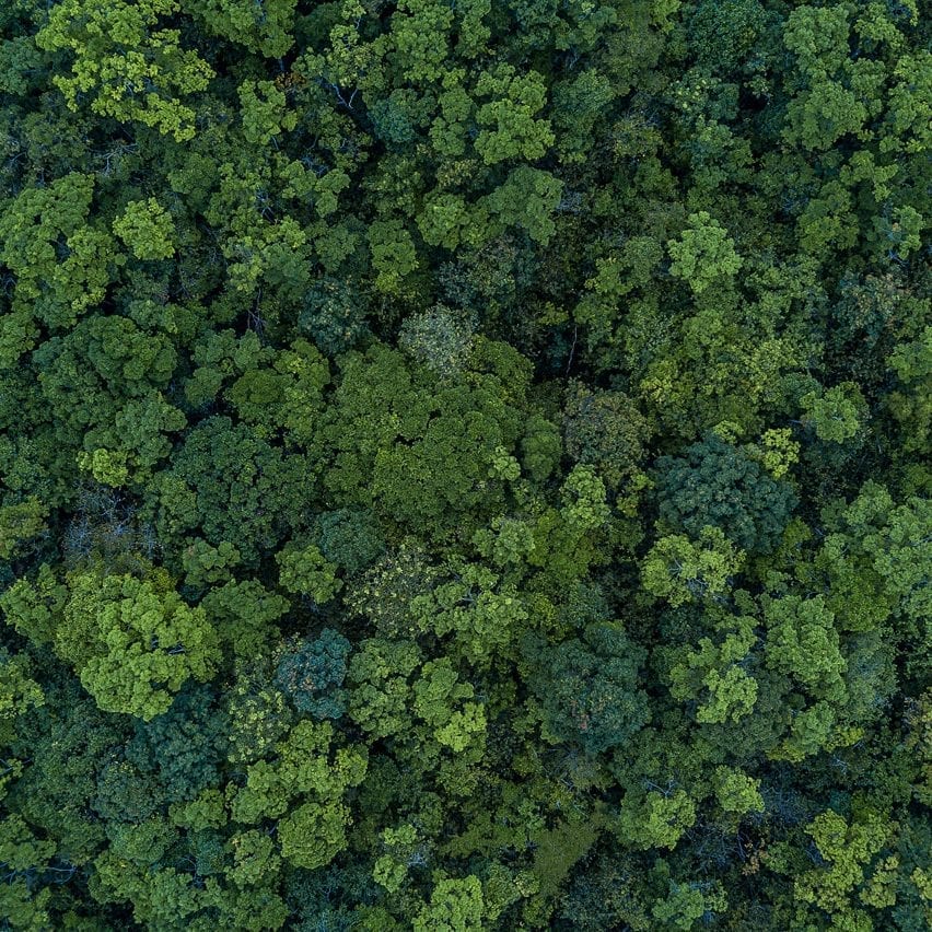 Vista aérea da floresta
