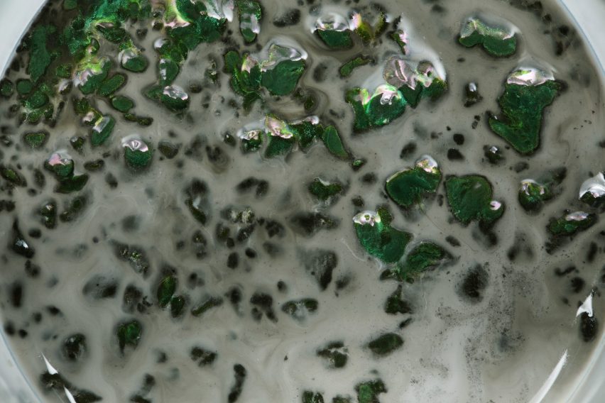 Close up of spirulina algae in a petri dish