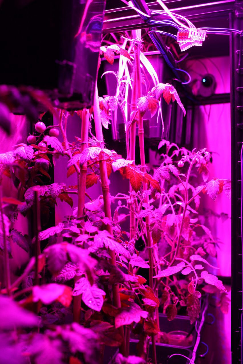 Tomato plants under a grow light