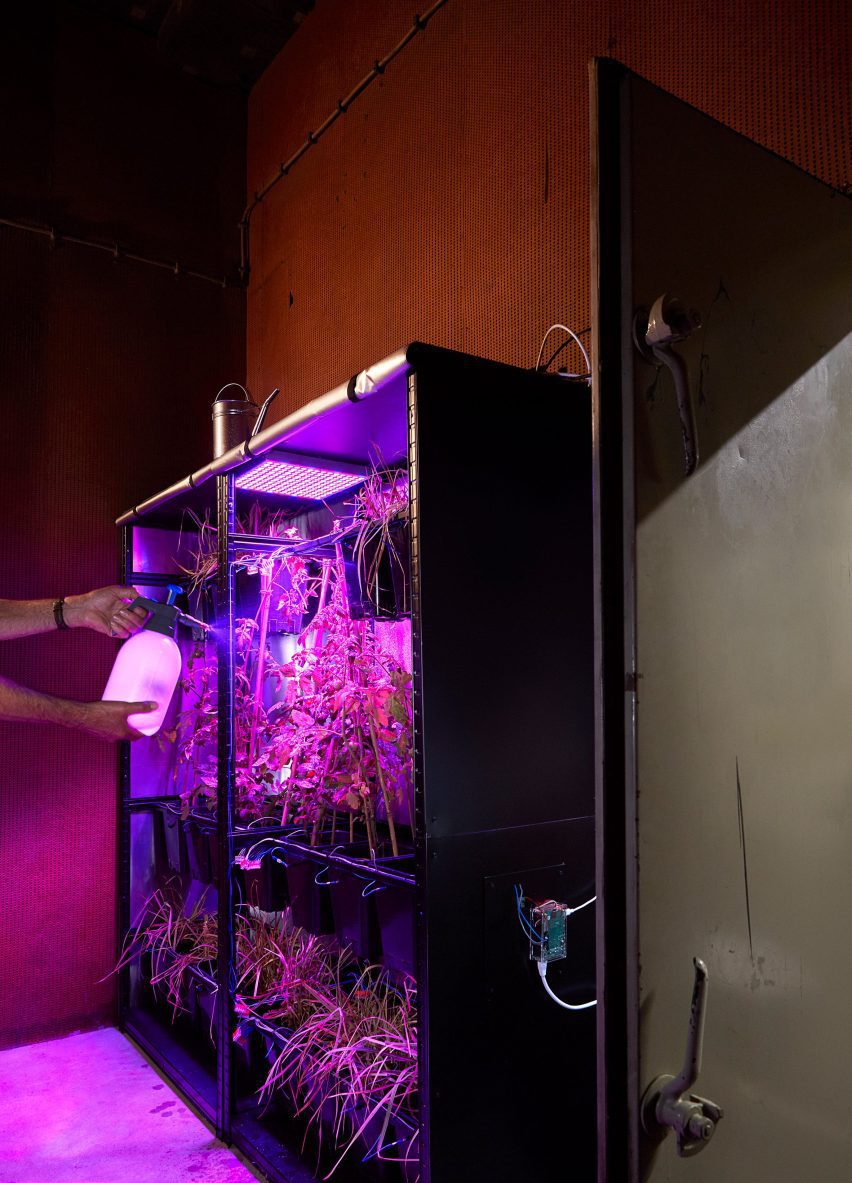 Person misting Warm Earth server system powered by tomato plants