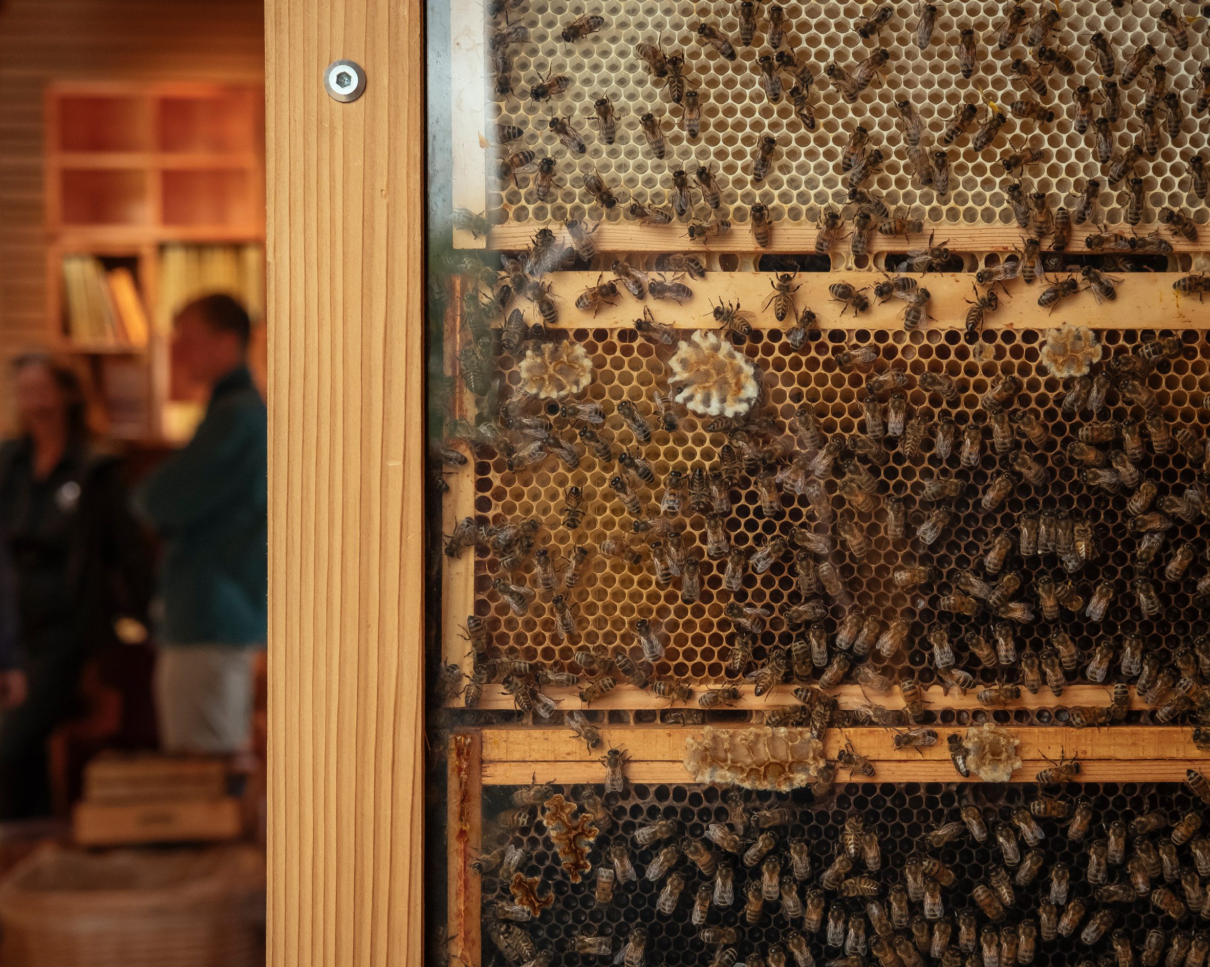 Bees in The Beezantium by Invisible Studio at The Newt in Somerset