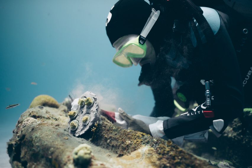 Seorang penyelam menumbuhkan karang di bawah air