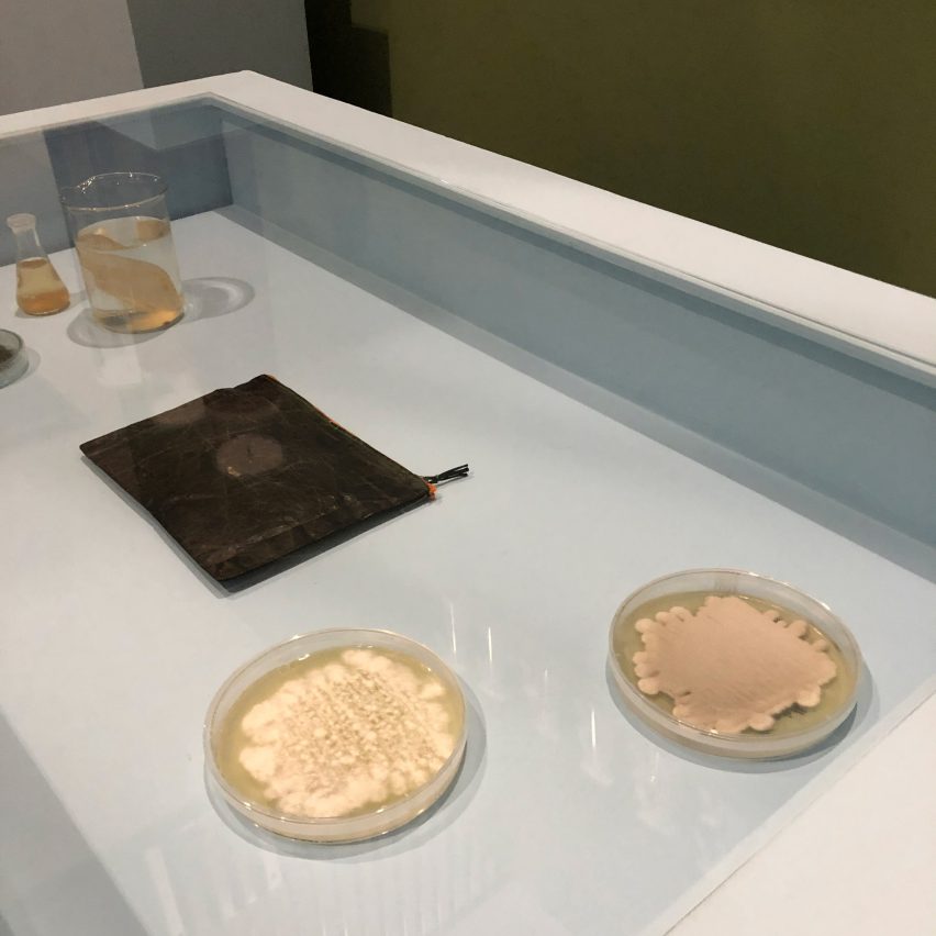 Petri dish developing Fungkee fungal coating for bioleather