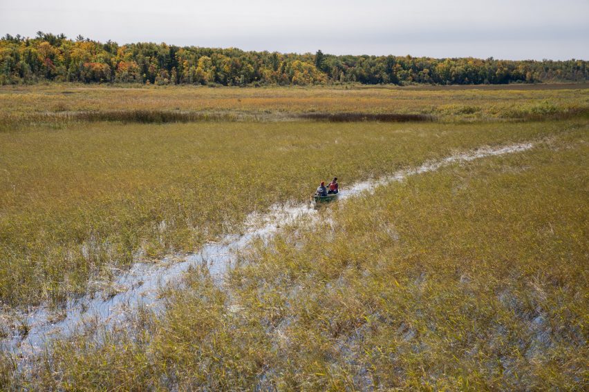 Wild rice harvesting in a field