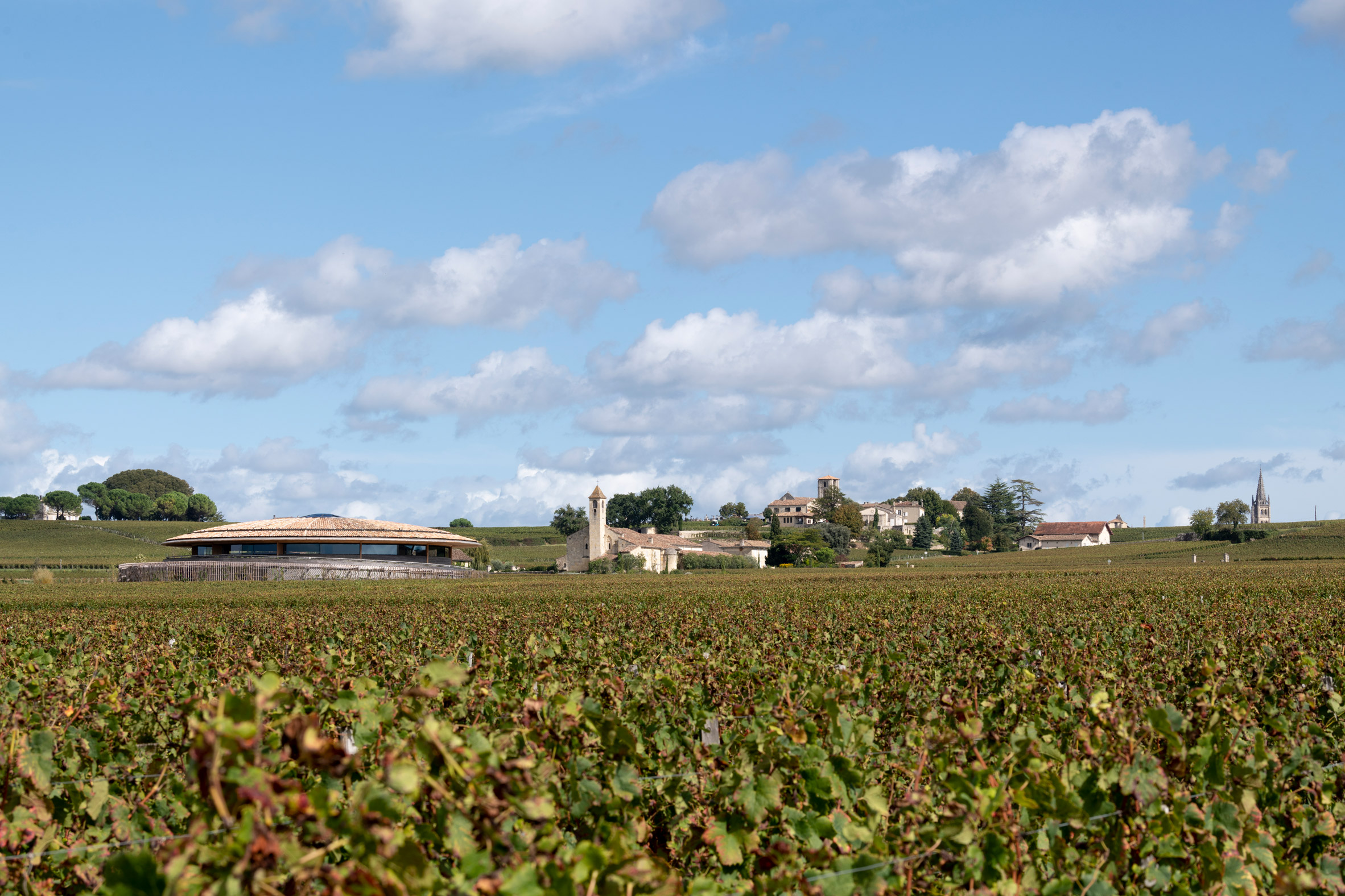 St Emilion vineyard