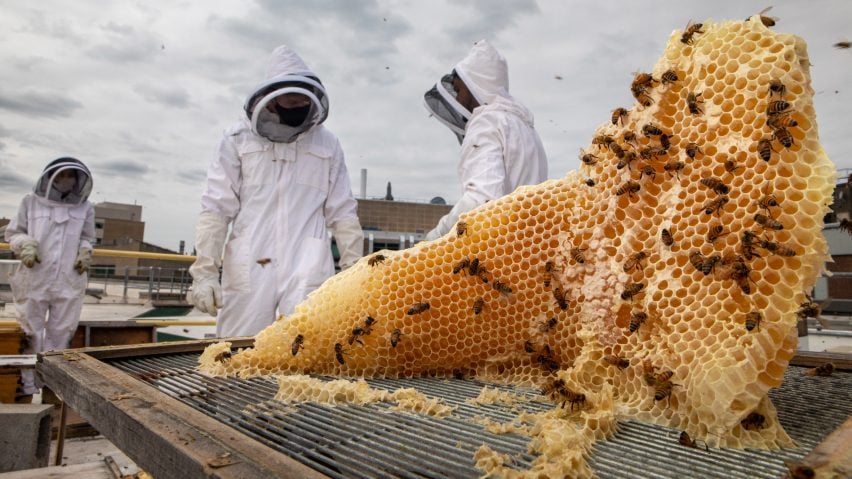 Two men in white protective suits stand next to honeycomb