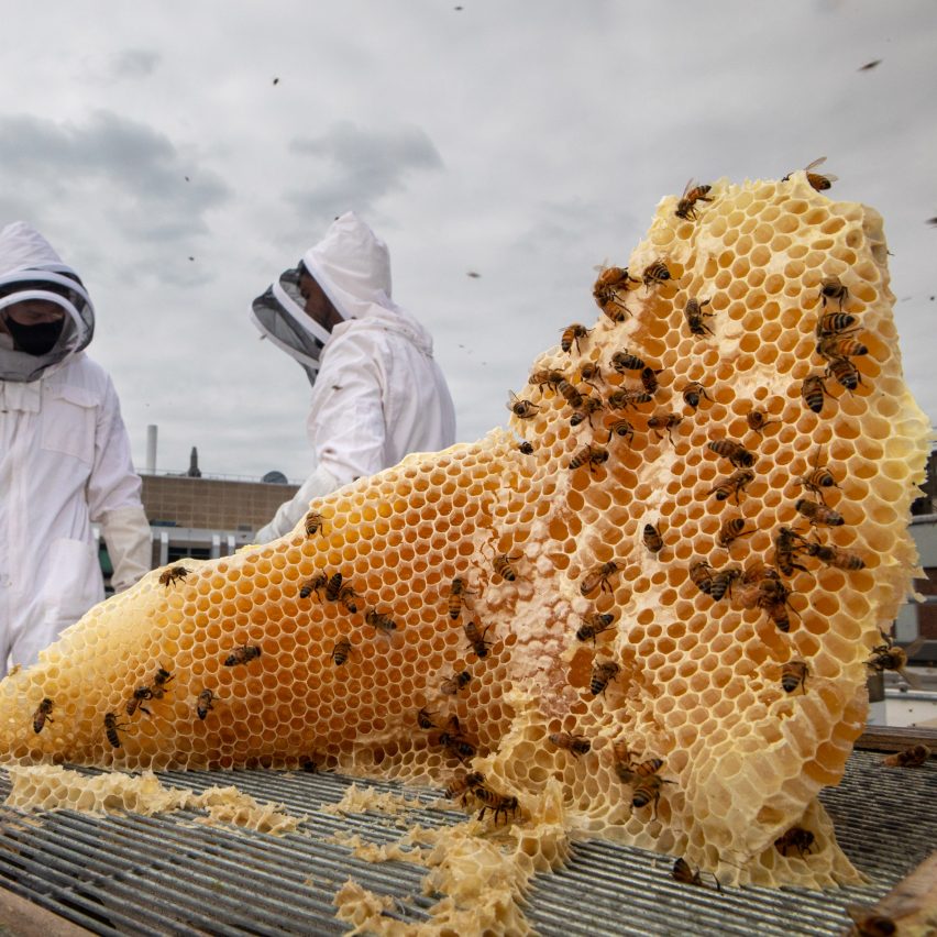A golden honeycomb with bees