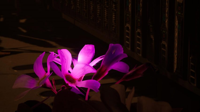 An illuminated pink flower from the Data Flowers project